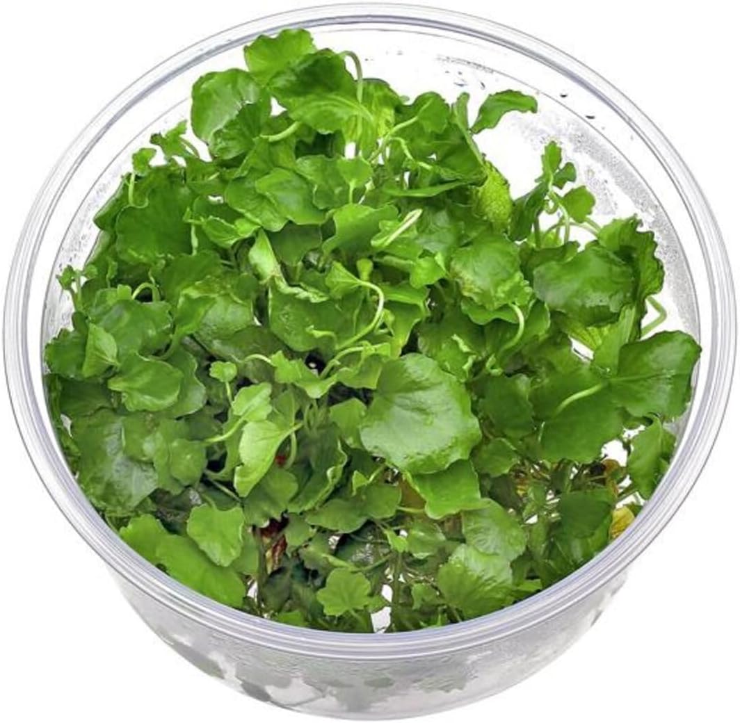 Cardamine Lyrata In Vitro Canlı Bitki