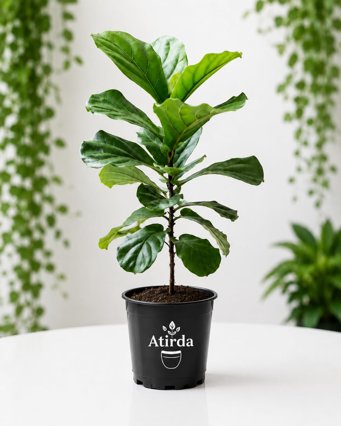 Large Leaf Fiddle Leaf Fig Plant with Pot | Pack of 1 Healthy Live Indoor Plant | Stylish Green Décor for Home & Office-image-48