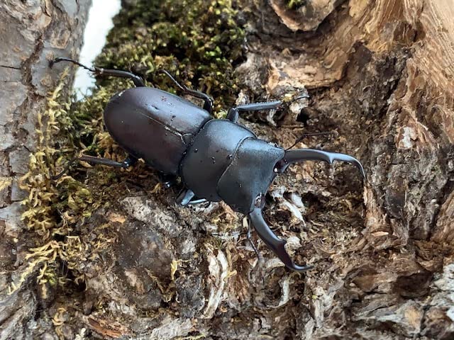 Amazon | 大歯型の大型個体！【DDA】国産 コクワガタ 成虫 ペア