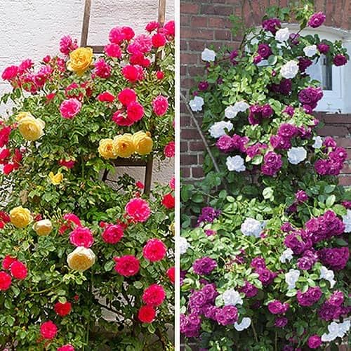 50+ SEEDS- Duo Climbing Rose Mystery Wonder Mix Seeds Pack For Home Garden (B0D5RNCCXY) Amazon Price History, Amazon Price Tracker