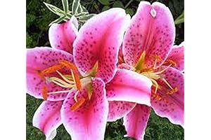 Roberta's 12-Piece Oriental Stargazer Lily Collection: Dazzling Lilies for Your Garden