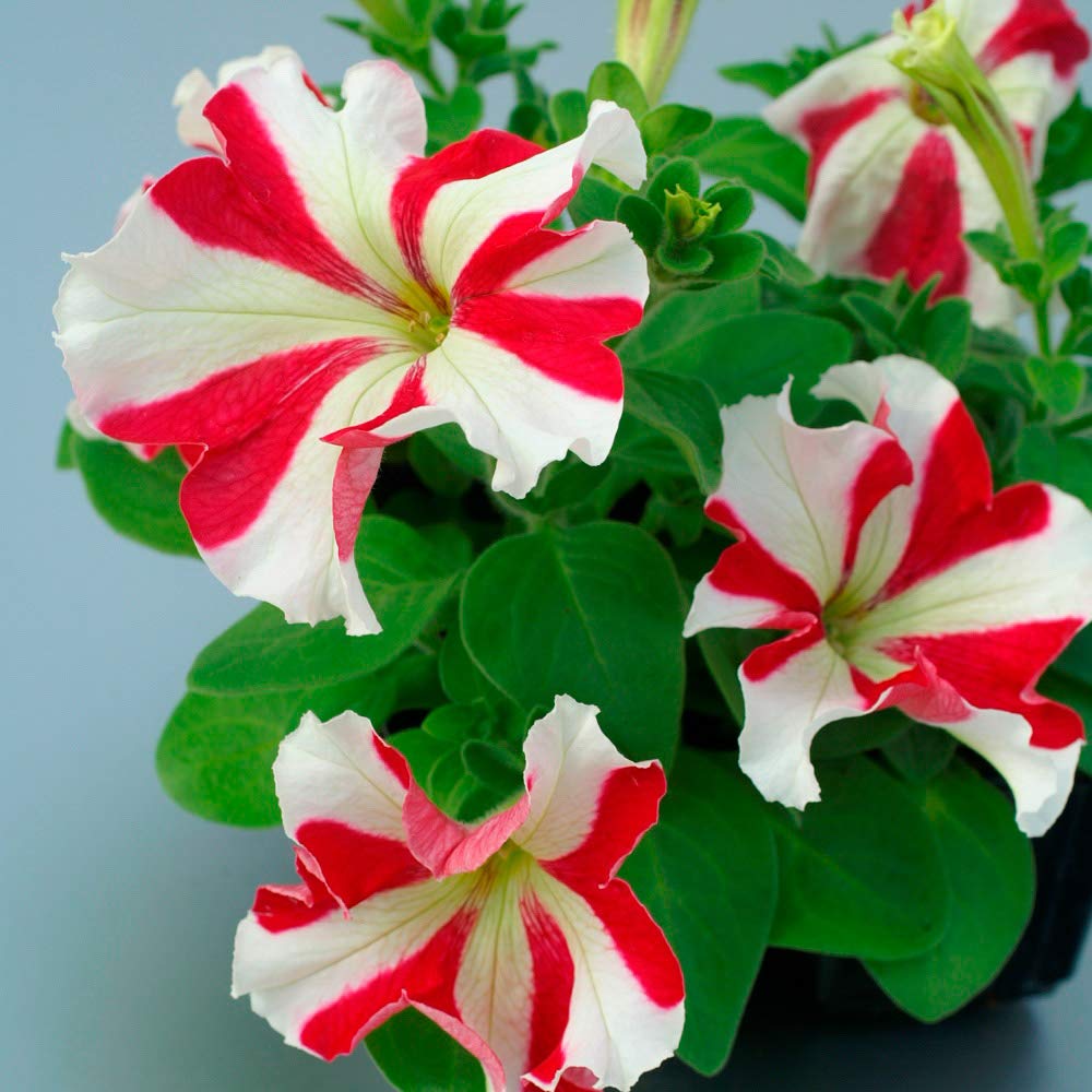 Livox Petunia Ultra Star Flower Seeds for Terrace Balcony Gardening Garden Plant Flower Seeds (30 Seeds per Packet) (B09SWRB5ZB) Amazon Price History, Amazon Price Tracker