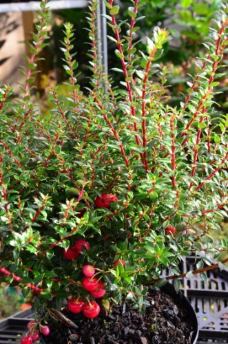 Immergrüne Torfmyrte Pernettya mucronata Purpurea 30-40 cm im 2 Liter Pflanzcontainer