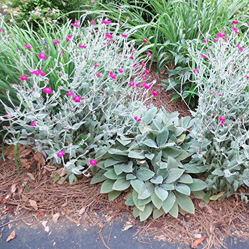 Yegaol Garden Rose Campion Seeds 200Pcs Flower Seed Lychnis Coronaria Seeds Non-Gmo Biennial Short-Lived Perennial Drought Tolerant Garden Plant #TOP2