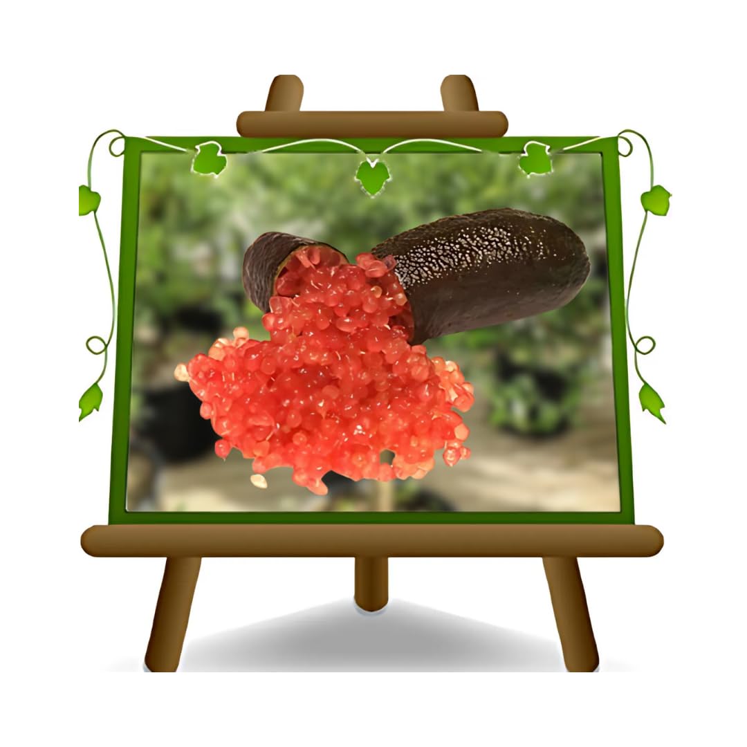 Limone Caviale Rosso Pianta da Frutto