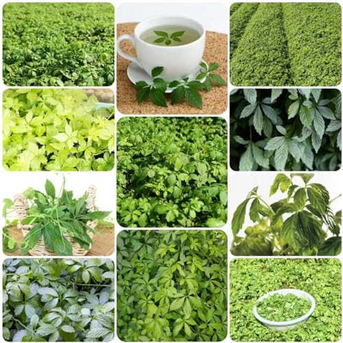 150 piezas semillas de jiaogulan plantas orgánicas jardín purificador de aire plantas de interior, Gynostemma pentaphyllum, semillas plantas de jardín resistentes al invierno macetas