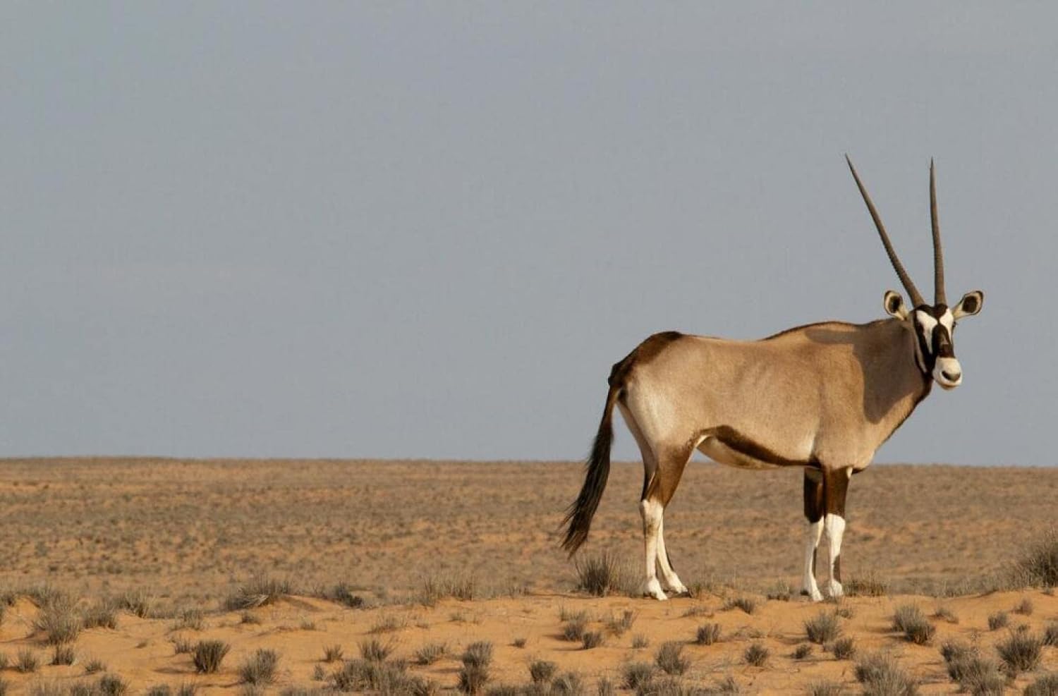 Amazon Co Jp アフリカのオリックスの動物のイラスト 大人と子供は壁の装飾の楽しい家族のゲームアート減圧おもちゃdiyギフトの0個をパズルします おもちゃ