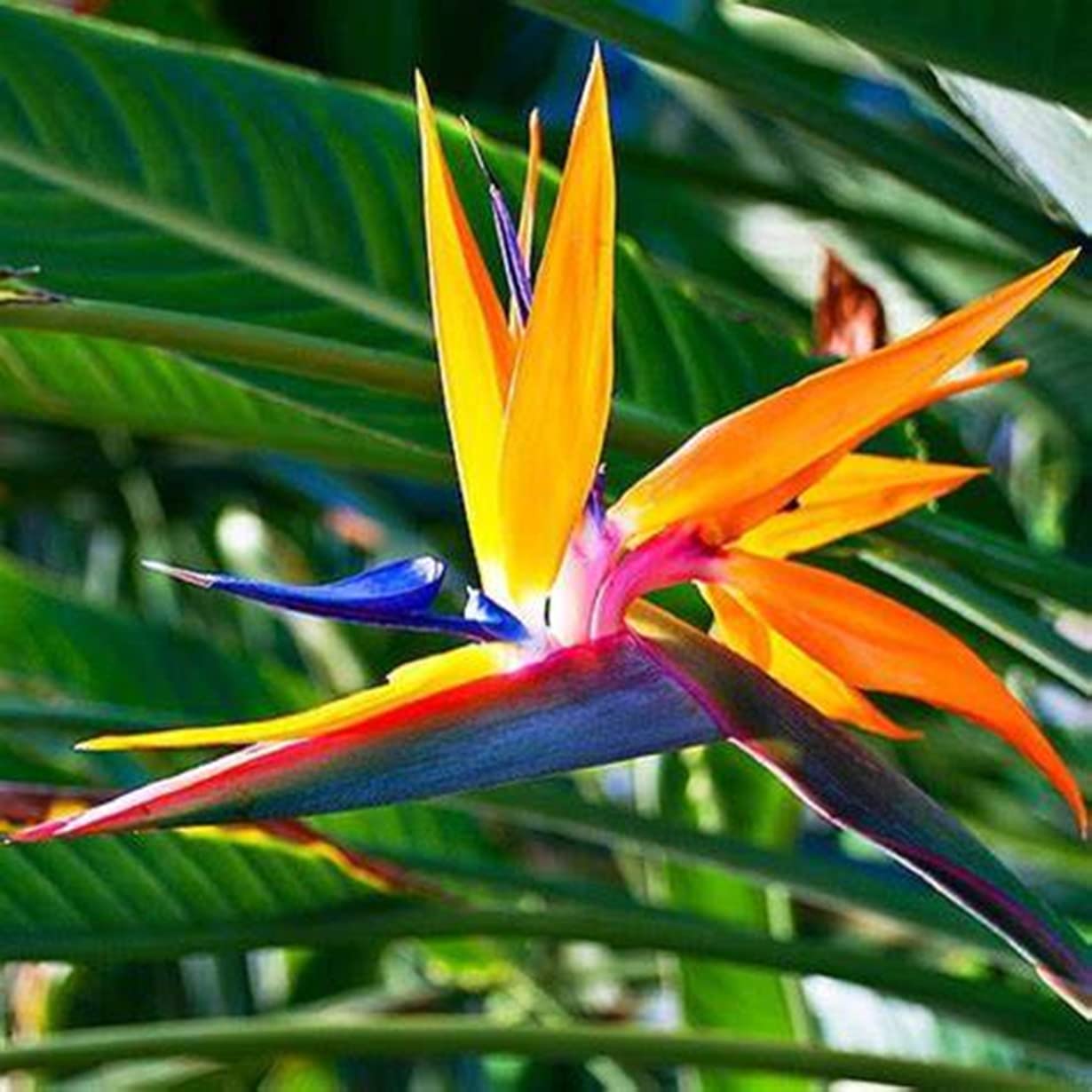 Strelitzia Pflanze,Strelitzia Zwiebel,Winterhart zwiebeln,Winterharte  Pflanzen,Pflanzen Zwiebeln Paradiesvogelblume Winterhart MehrjHrig, Paradiesvogelblume Zwiebel-15 Zwiebeln,C : Amazon.de: Garten