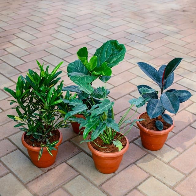 Set of 4 - Croton Sunny Star, Fiddle Leaf Fig/Ficus Lyrata, Xanadu & Rubber Black in 7 Inch Live Indoor Plant Classy Red Perennial plants Pot