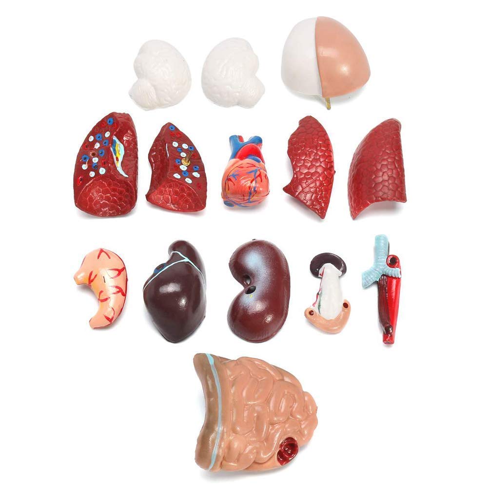 ERNZI Modelo De Torso Humano Anatomía Órganos Anatómicos Internos para La Enseñanza Modelo Educativo Desmontable Nuevo 28 Cm para Escuelas, Educación