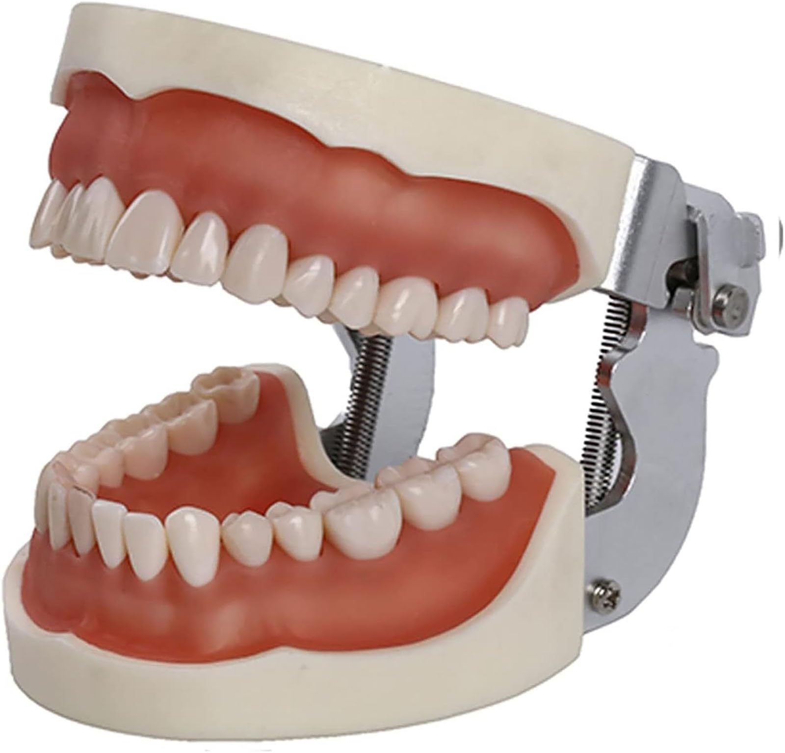 Modelli di corone dentali, modello dimostrativo di denti con impianti dentali, stampo dentale standard per bambini, materiale didattico per lo studio, modello dentale per l'assistenza sanitaria.