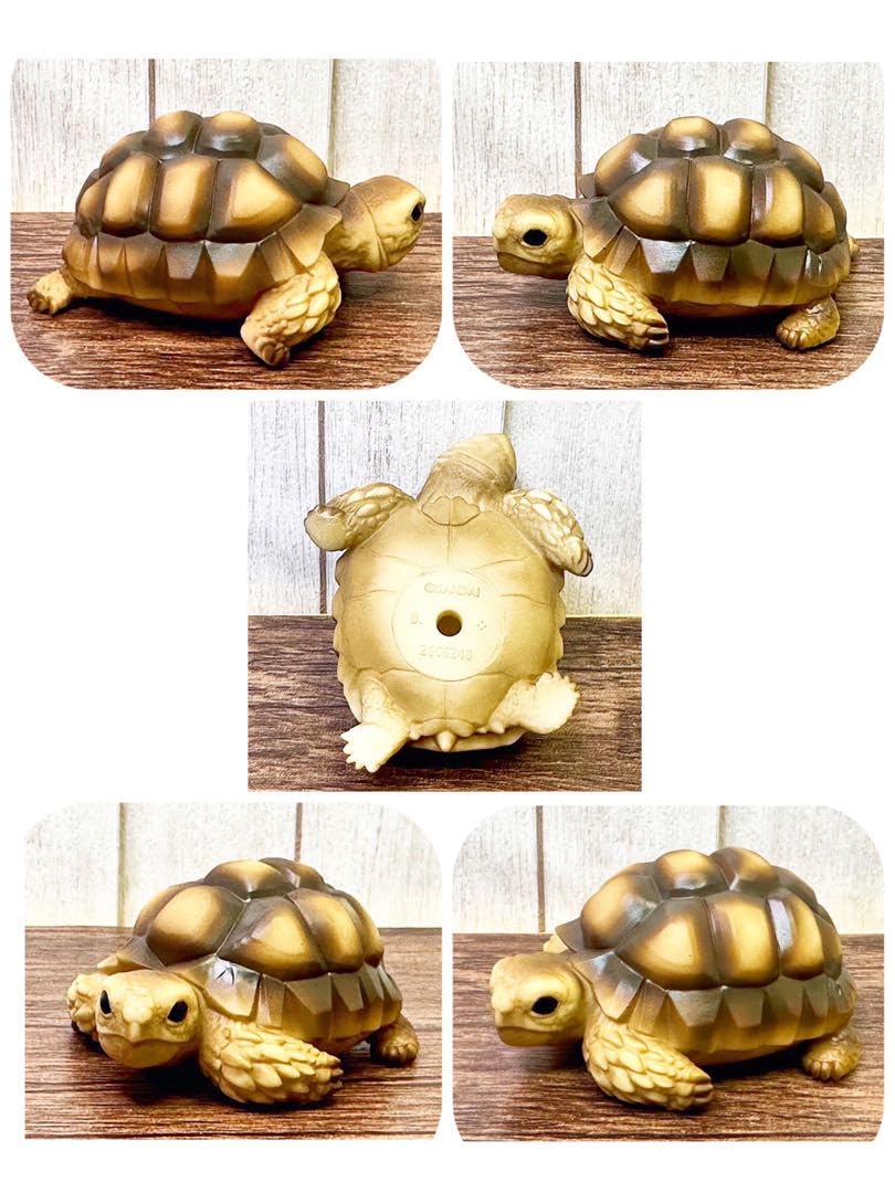 亀です Amazon.co.jp: てのりフレンズ8 リクガメ カメ 亀 1点 : 文房具