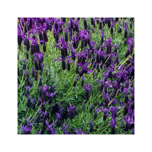 Lavandula stoechas 12cm Pot Size