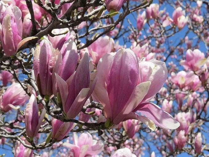 Jane Magnolia Tree, 6-12” Tall, Live Shrub in 2.5” Pot - Perfect for Gardens & Landscaping