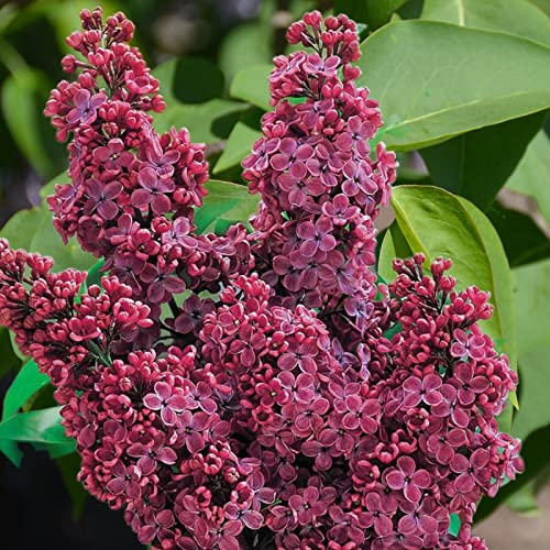 Lilac Seeds Perennial Flower Garden Tree Bush Shrub Seeds 75 Seeds #TOP3