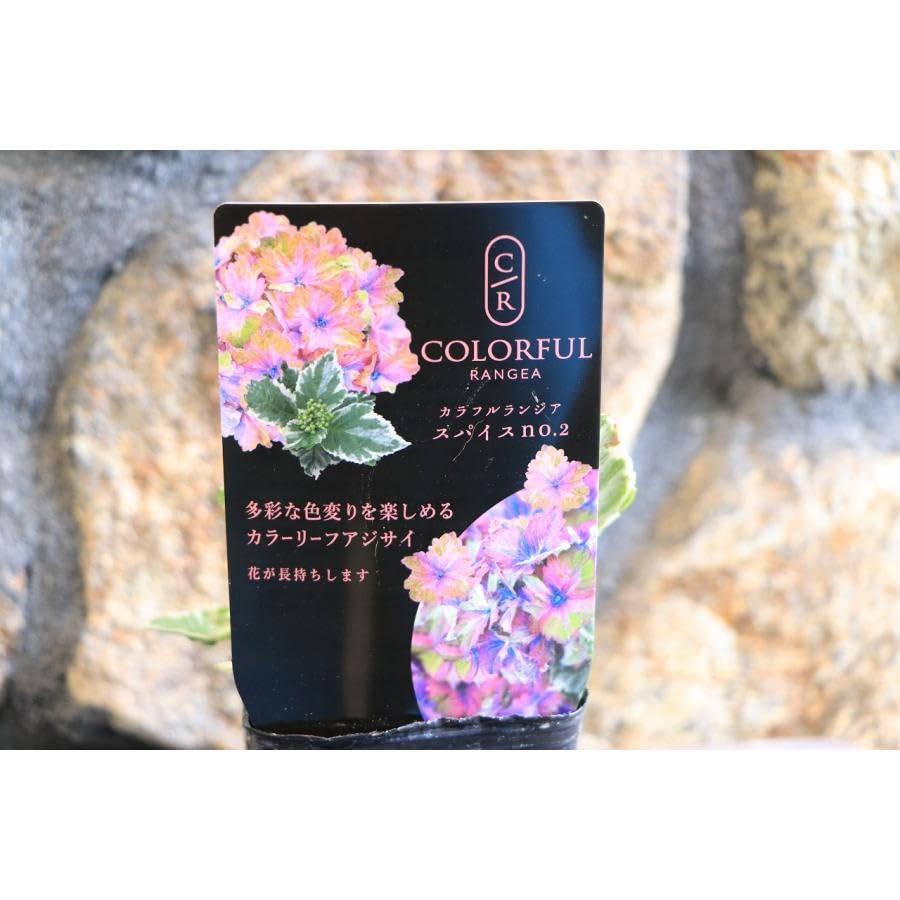 Amazon.co.jp: 斑入り アジサイ スパイス NO.2 3号ポット苗 1株販売