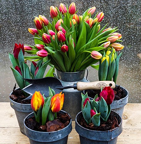 Paleta Tulipán DeWit para Jardinería miniatura 4