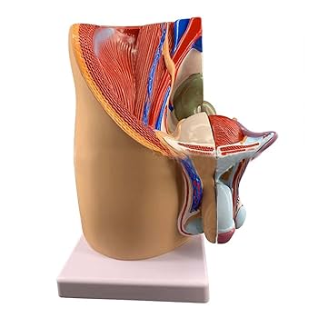 【綺麗商品】 臨床のための解剖学 Amazon.co.jp: 人間の胴体モデル分解 19 部品解剖学医療内臓 55