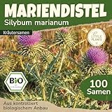 Little Plants BIO Distel Samen 100 Mariendistel Kräutersamen Samenfest für Kräutergarten Kräuter Samen für Balkon, Hochbeet und Garten