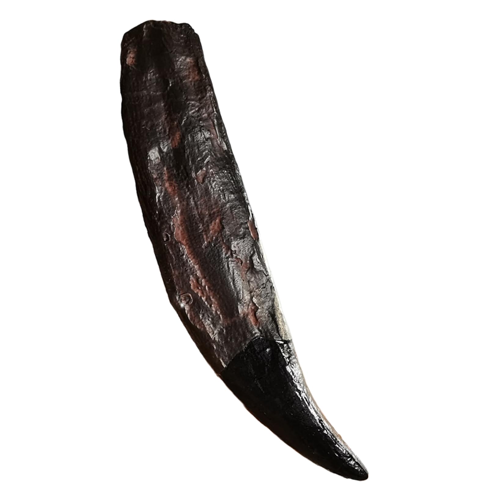 Tyrannosaurus rex - Modelo de diente de dinosaurio, cráneo, fósil, para dinosaurio, fósil, regalo decorativo coleccionable educativo