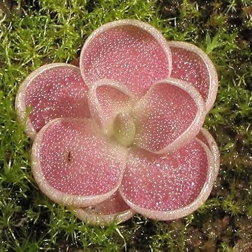 Generic New Fresh 10pcs Butterwort Carnivorous Flower Seeds Generic New Fresh 10pcs Butterwort Carnivorous Flower Seeds