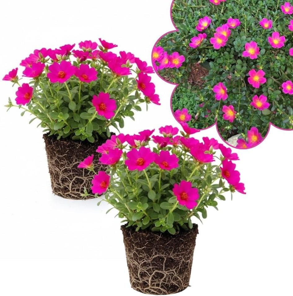 Set 2 Portulaca Live Plant, 4-6 Inch Tall, Moss Rose Plants Live, Rare Portulaca Plants for Growing Indoor Outdoor (Deep Pink)