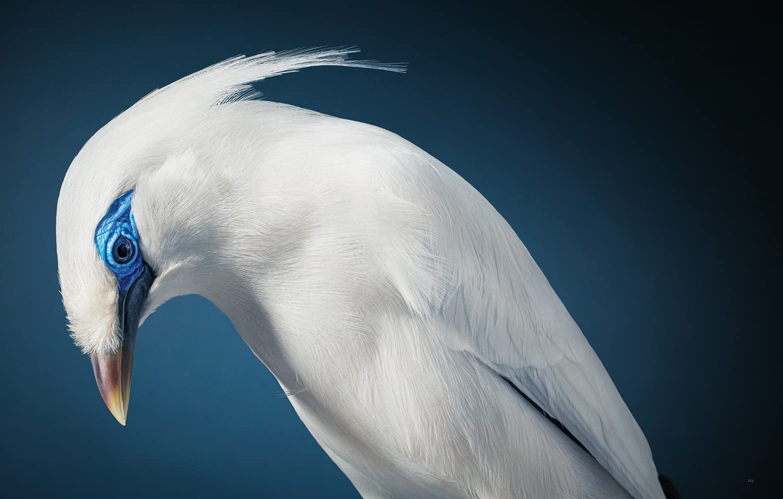 Vögel: Eine fotografische Liebeserklärung in Porträts. Foto-Bildband Vögel der Welt. Wissensbuch des Jahres 2022