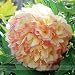 ! LOSS PROMOTION SALE! Rare Dark Gold Light Red Kinkaku Tree Peony Flower Seeds, Professional Pack, 5 Seeds / Pack, Paeonia Suffruticosa