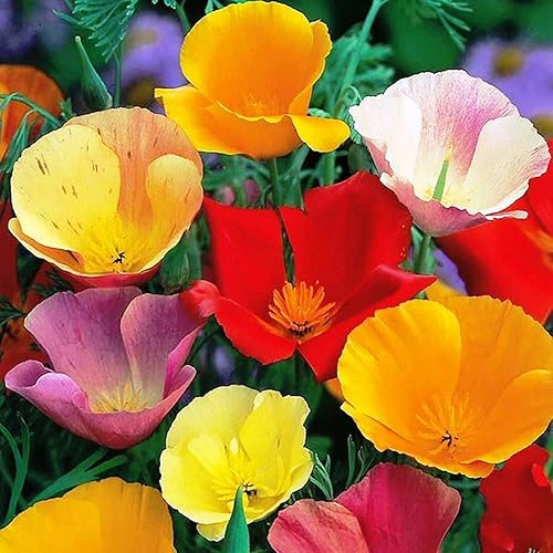 Semillas California Poppy Mix Eschscholzia Flores anuales