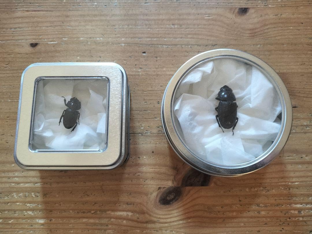 Amazon.co.jp: 標本瀬底ヒラタクワガタ（沖縄瀬底島）雌 コクワガタ