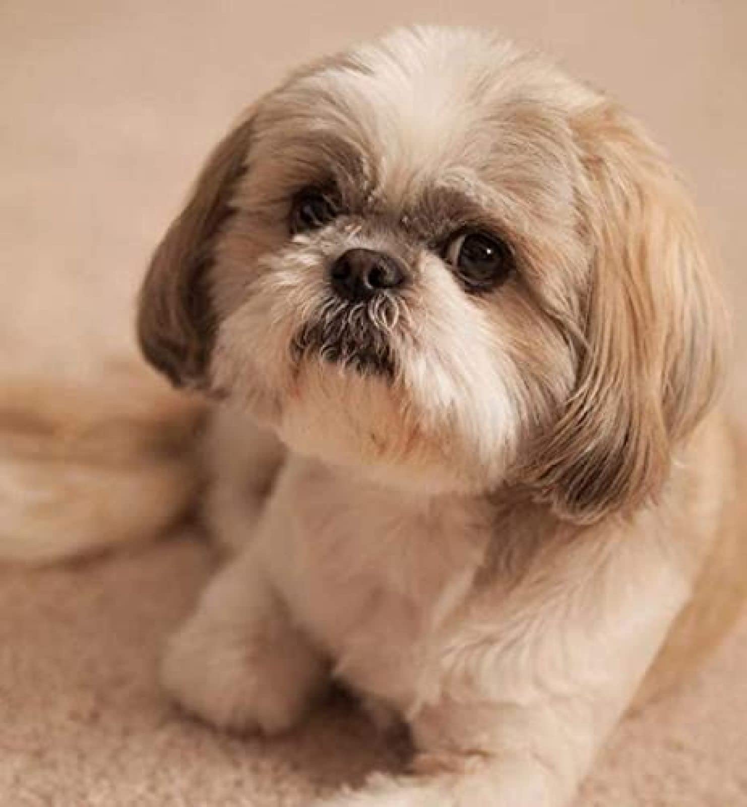 Eptic 5D DIY Diamond Cross Stitch Kit - Dog Shih Tzu Design, 40x40CM