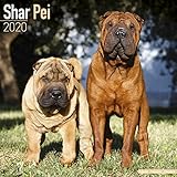 ✔️Wandkalender für 2020 Kalender 2020 Shar Pei - chinesischer Faltenhund mit Weihnachtskarte