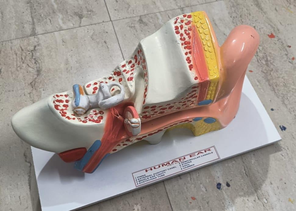 Human Ear Model (made with fiber)-image-39