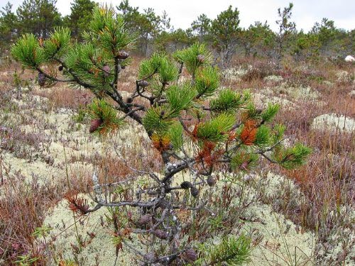 Shore Pine 3 - Year Seedling