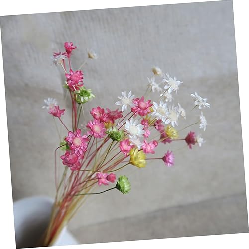 Miniatura 7 de Decoración del hogar, 100 piezas de mini flores secas, mini margarita floral natural para decoración flores decorativas gelatina pequeña estrella