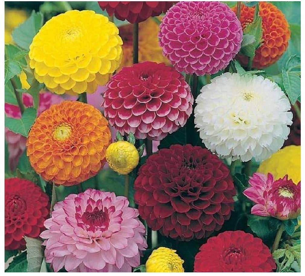 Dahlia Bulbs, Easy Plant, Exotic, Suitable, Easy to Plant, Plant Bulbs, Now UK/Greening Flower/Good for Containers/Natural Organic/Strong Plant, Rare Plants, Excellent Display, 8bulbs-E