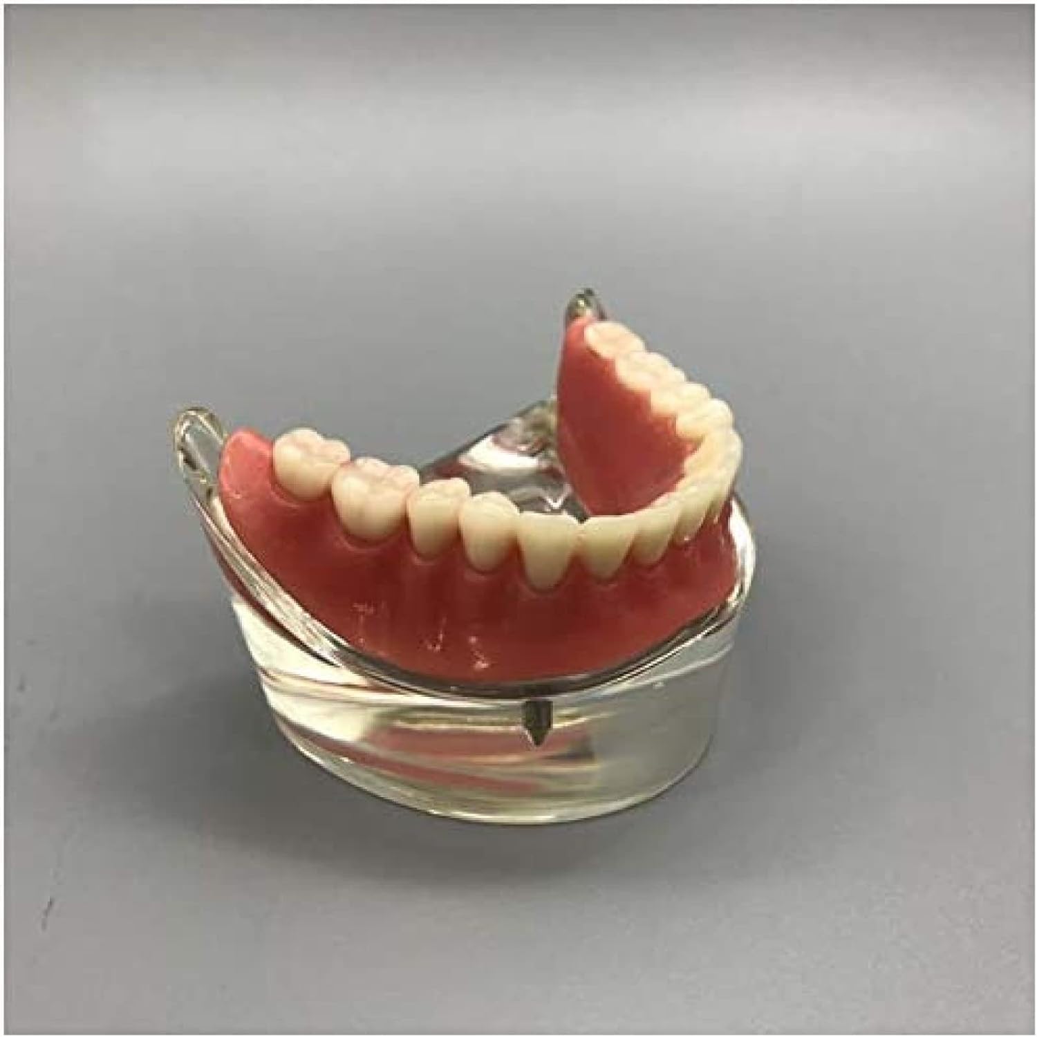 Modello Dentale - Impianto Dentale - Overdenture Inferiore Mandibolare 2 Impianti Demo Per L'insegnamento E Lo Studio