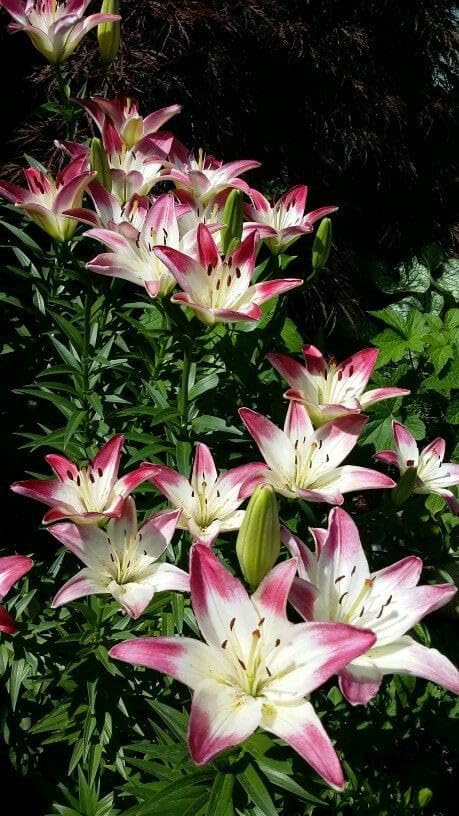 SVG® Oriental lily Lilium Imported Double Flower Bulbs For Your Home & Garden pack of 3 bulbs (CREAM) (B0D5D46R17) Amazon Price History, Amazon Price Tracker