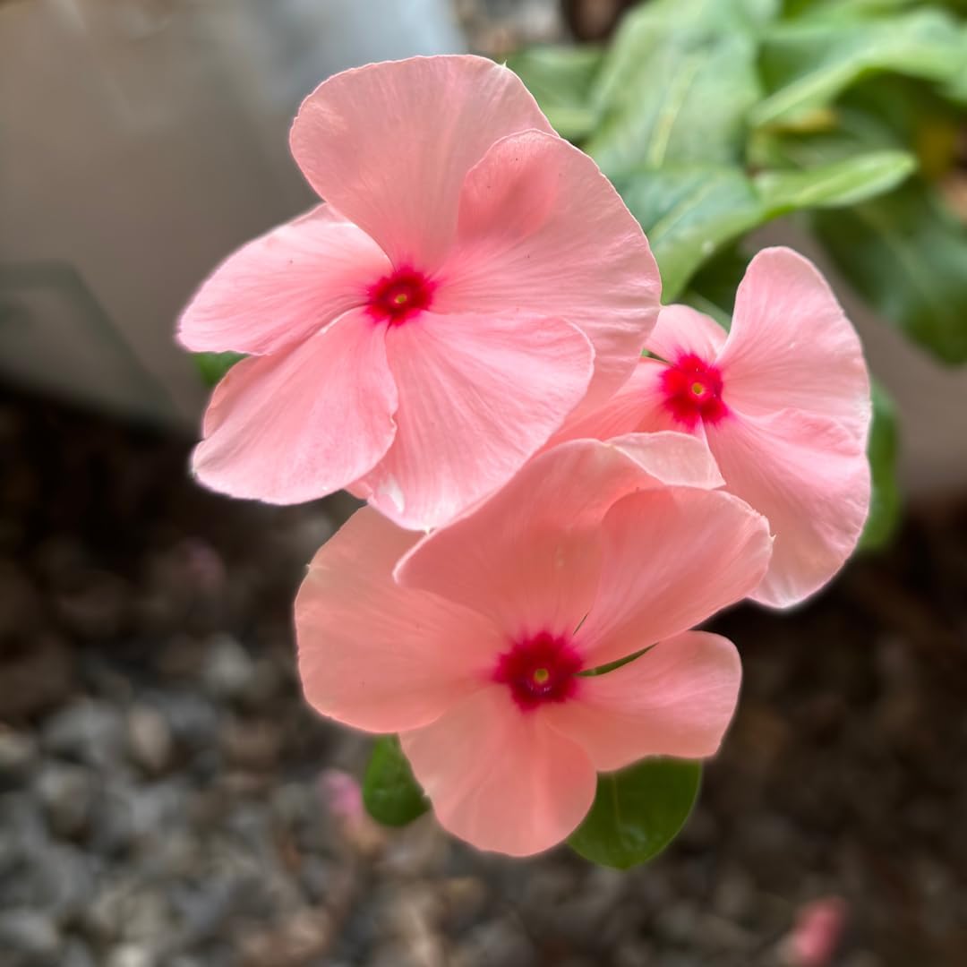 Sponsored Ad - Floral Treasure Rare Vinca " Titan Apricot " Vinca rosea Periwinkle Flower 10 Seeds Pack for growing