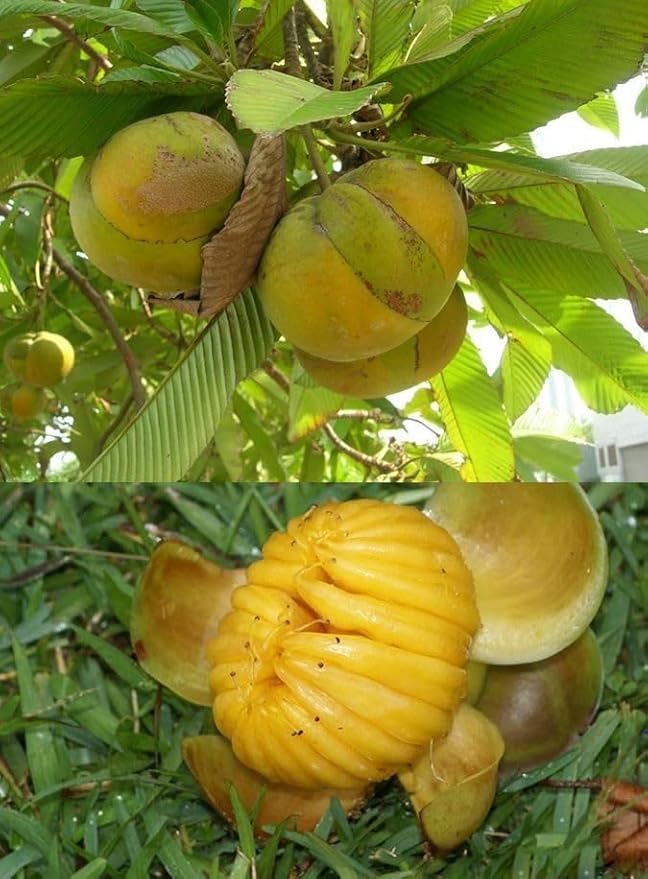 Image of All-Time 12 Months Hybrid GRAFTED Live Fruit Plant Original & Authentic Organic Tree for Outdoor Fast-Growing Fruit Plant Home Gardens Pack Of-1 (Elephant Apple /Chalta, Medium)