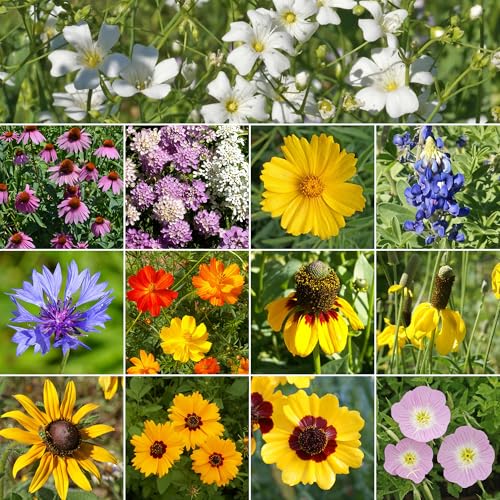 Image of Ferry-Morse Texas & Oklahoma Bulk Wildflower Seeds, 210,000+, 1 lb