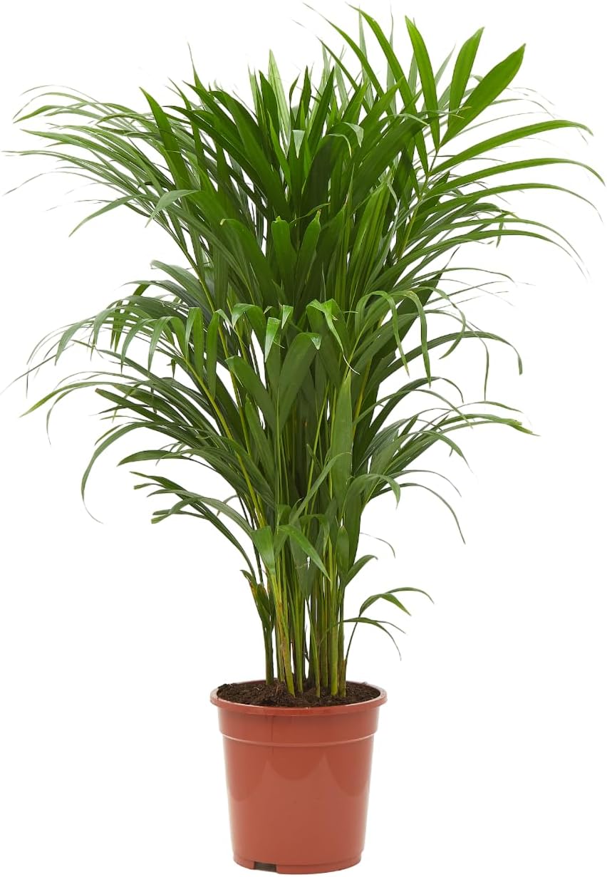Verdecora Areca Maceta 4 Litros - Palmera Bambú - Planta Natural Tropical | Palmera Amarilla, Palma de Frutos de Oro, Reina de las Palmas, Interior y Exterior, Natural