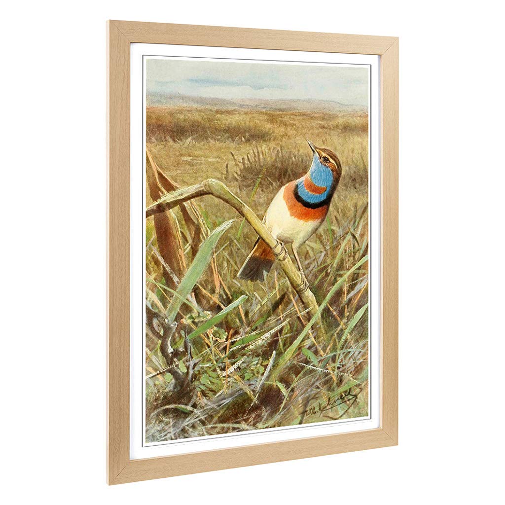 Big Box Art Framed Print of Vintage W Kuhnert Tundra Bluethroat Design | Wall Art Picture | Home Decor for Kitchen, Living Room, Bedroom, Hallway, Oak, A2 / 24.5x18 Inch / 62x45cm