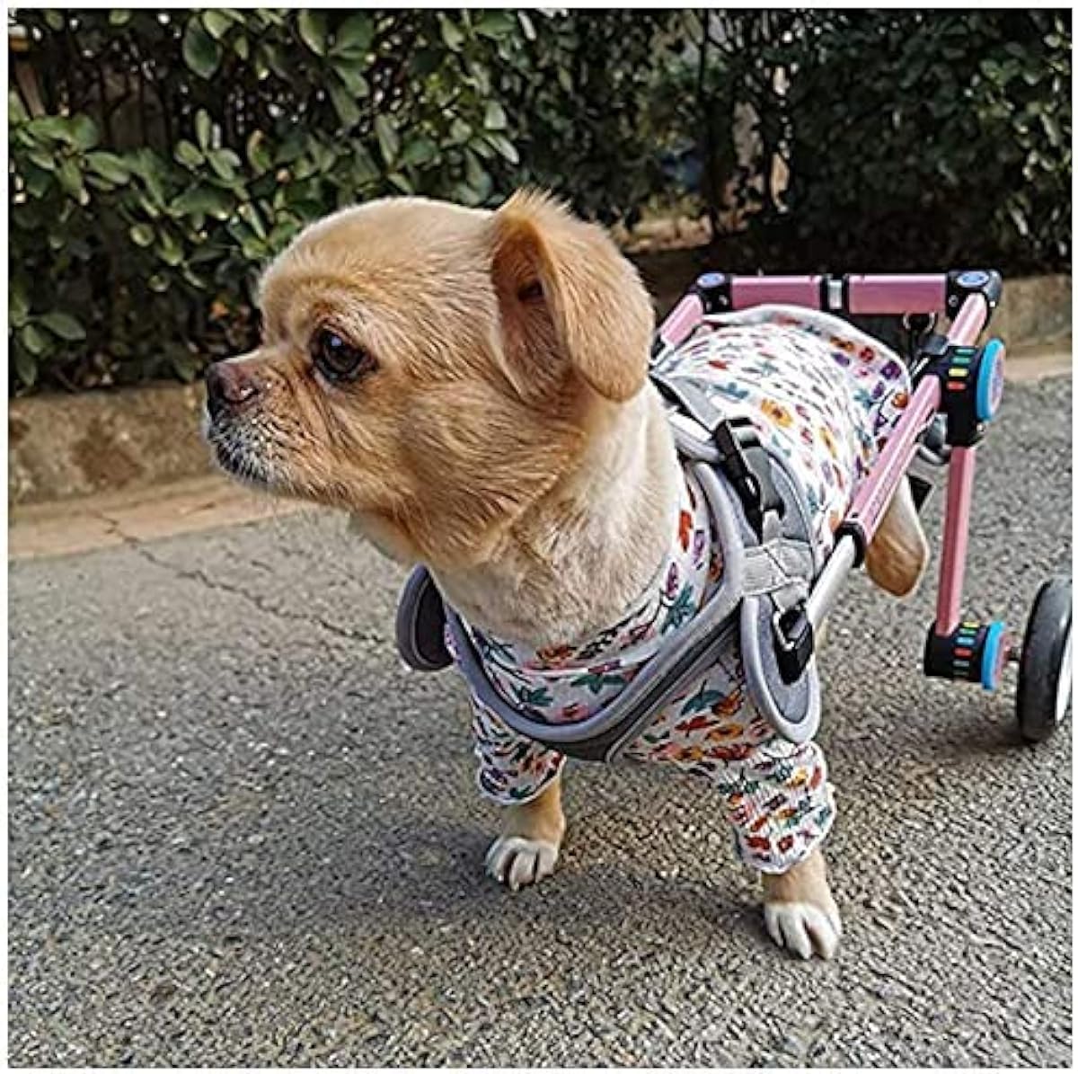 販売しています 身体障害者用動物リハビリテーション1 50kg犬用車椅子2輪 後脚用身体障害者用動物カートペットスクーターペット車椅子 分解せずに調整可能 ペット用品 特売品コーナー Www Littleshopp Com