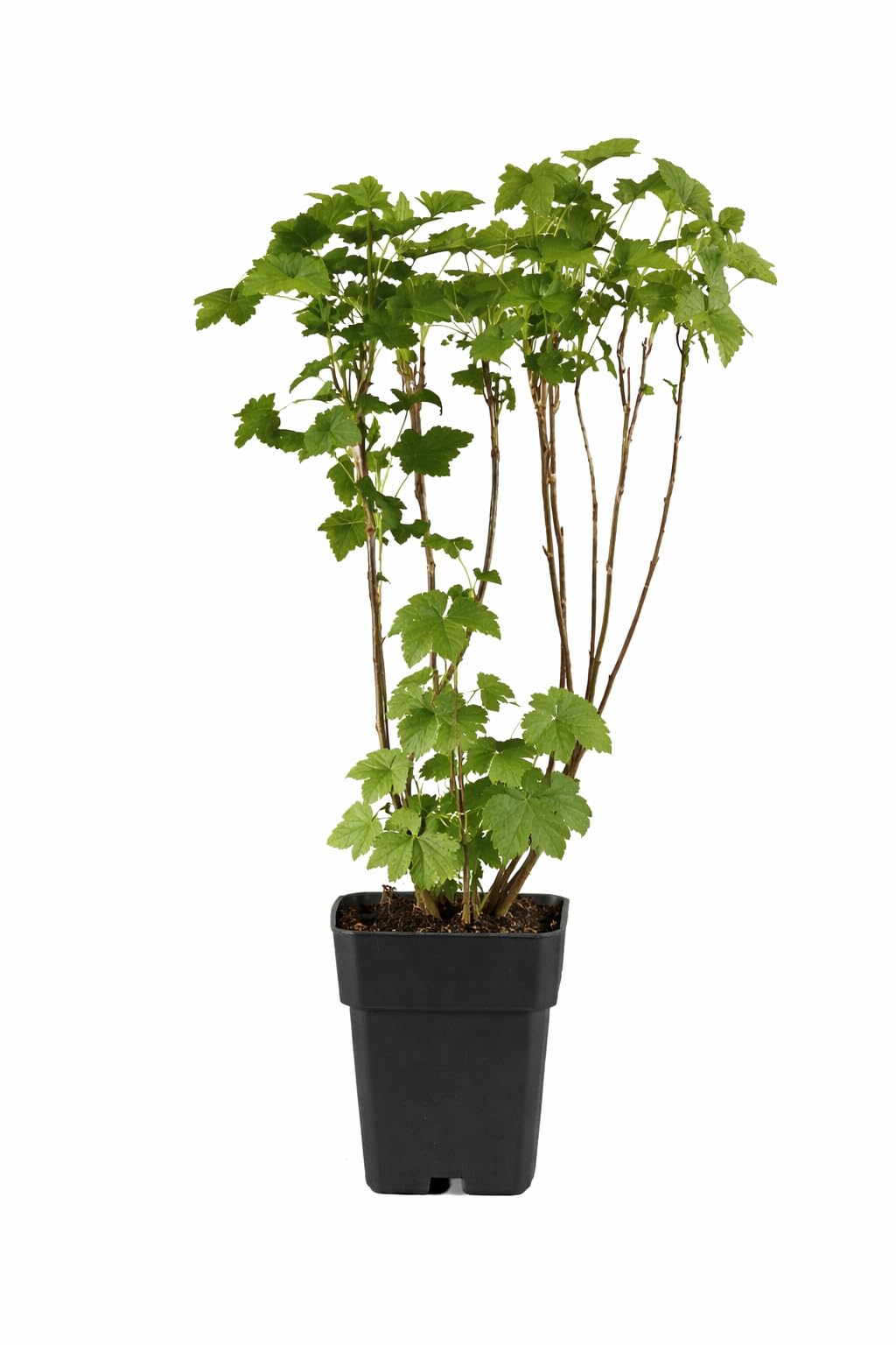 Schwarze Johannisbeere Ben Nevis 50–60 cm – Ribes nigrum, großfrüchtig, winterhart & ertragreich, aromatische Vitamin-C-Beeren, ideal für Garten & Kübel