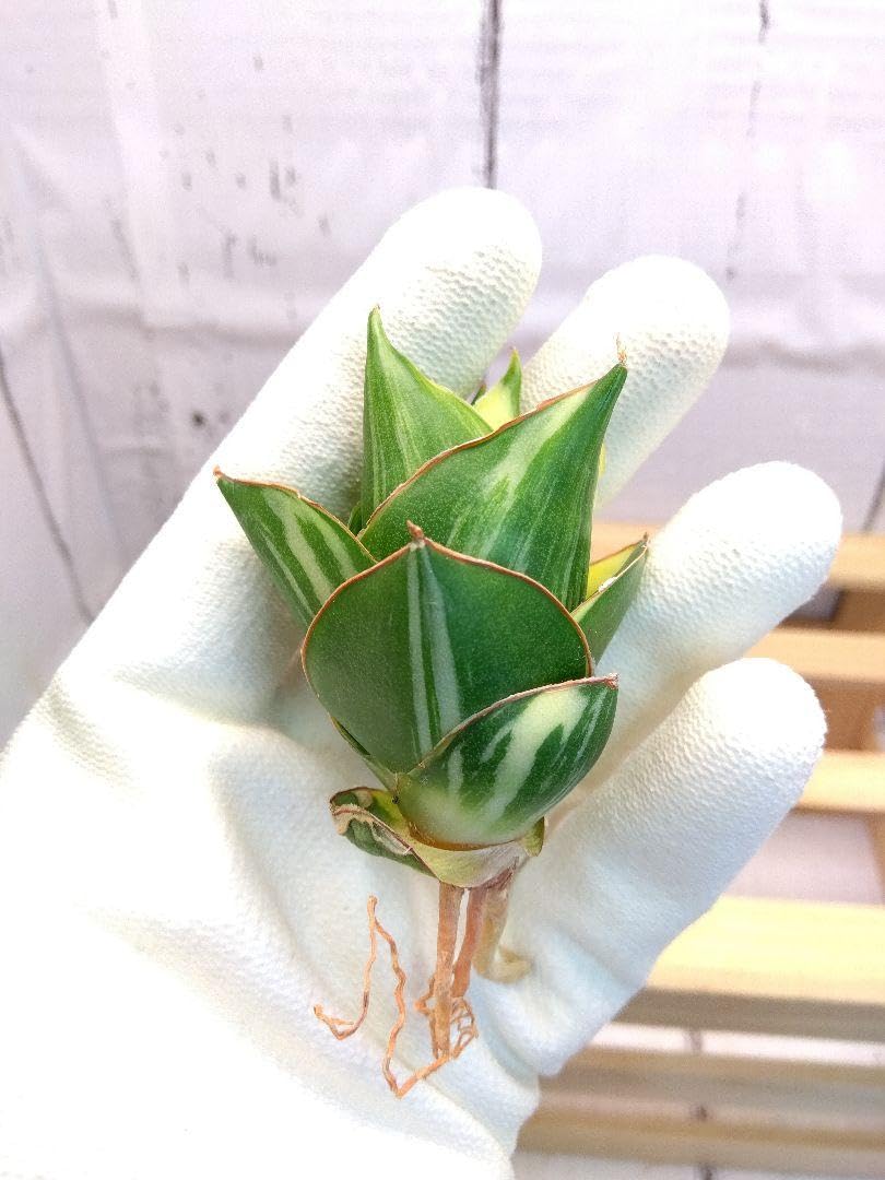 n*m様 S6809☆オークション販売☆ サンスベリア タワー 極上