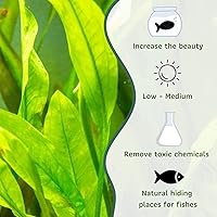 Vista 5 de Mainam Yaxa Sword Echinodorus Bleheri - Decoraciones tropicales de agua dulce para acuario (3 unidades)