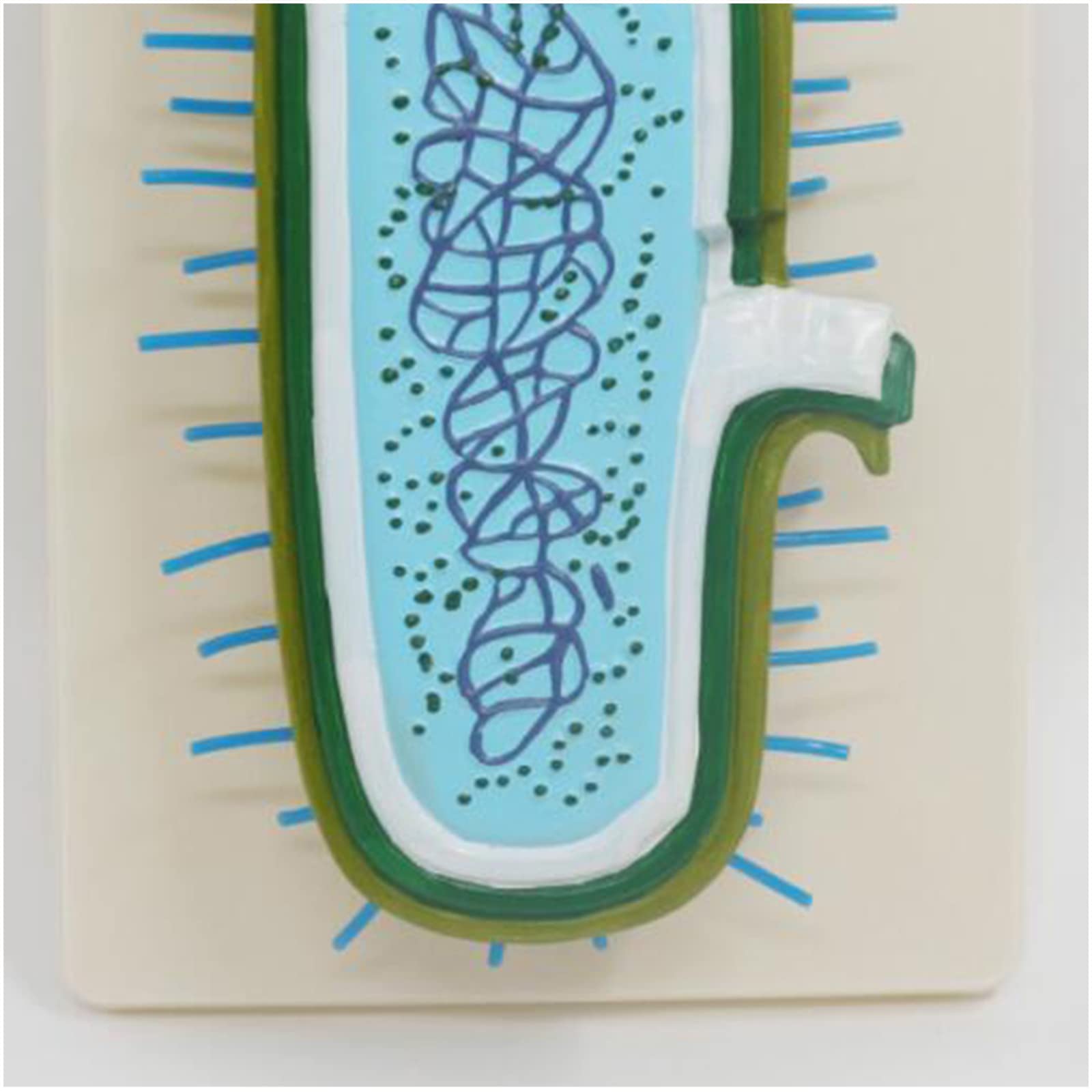 Modello anatomico dei batteri di biologia ingrandita Modello educativo dei batteri per l'attrezzatura didattica di biologia della scuola media, forniture di laboratorio