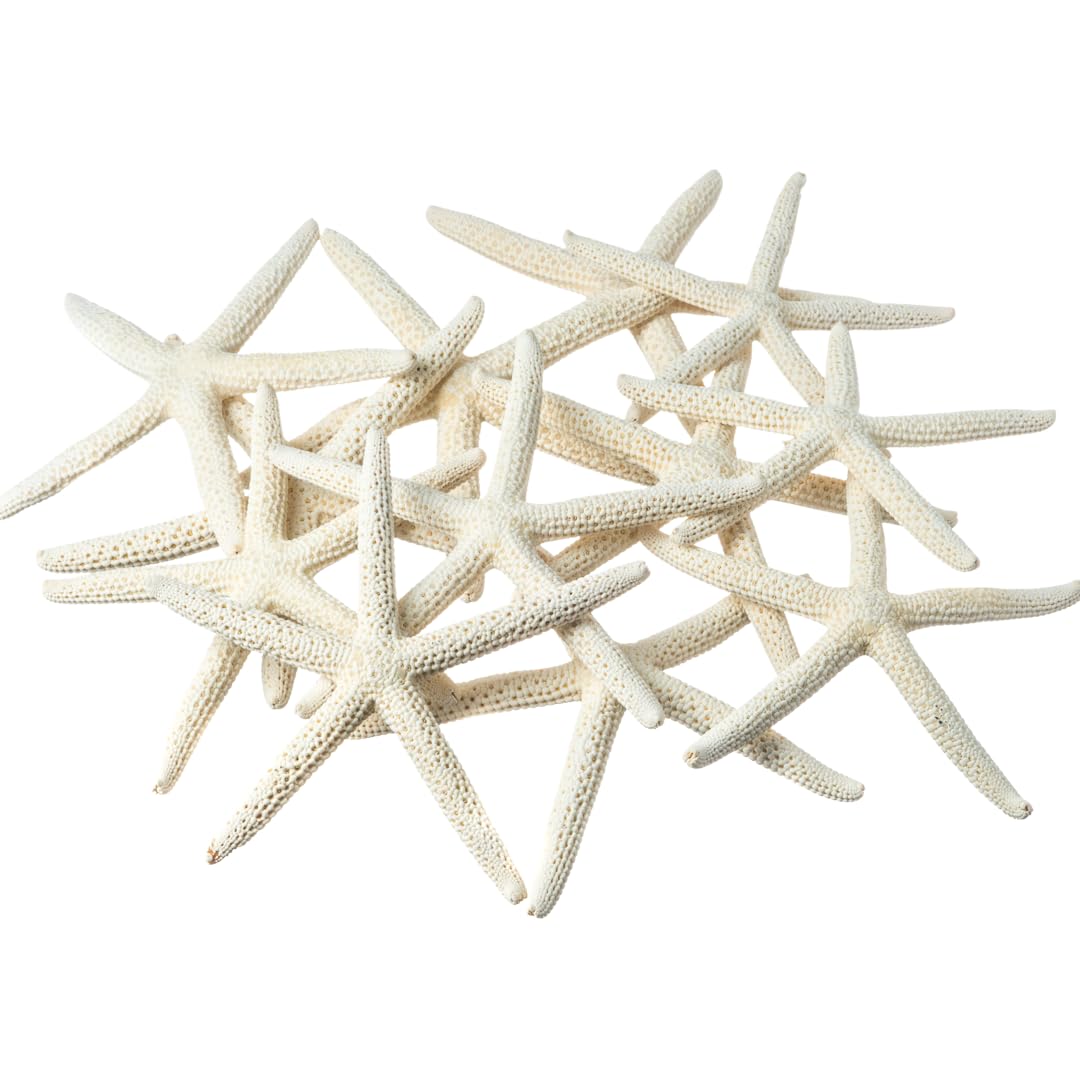 Étoile de mer pour décoration de mariage marin et décoration de table côtière unique