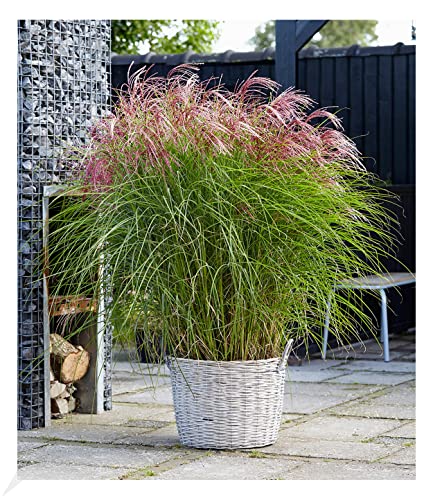 BALDUR-Garten Miscanthus Red Cloud®, 1 Pflanze, Chinaschilf, Ziergras, winterhart bis -23° C, winterharte mehrjährige Staude, pflegeleicht, blühend, Miscanthus sinensis